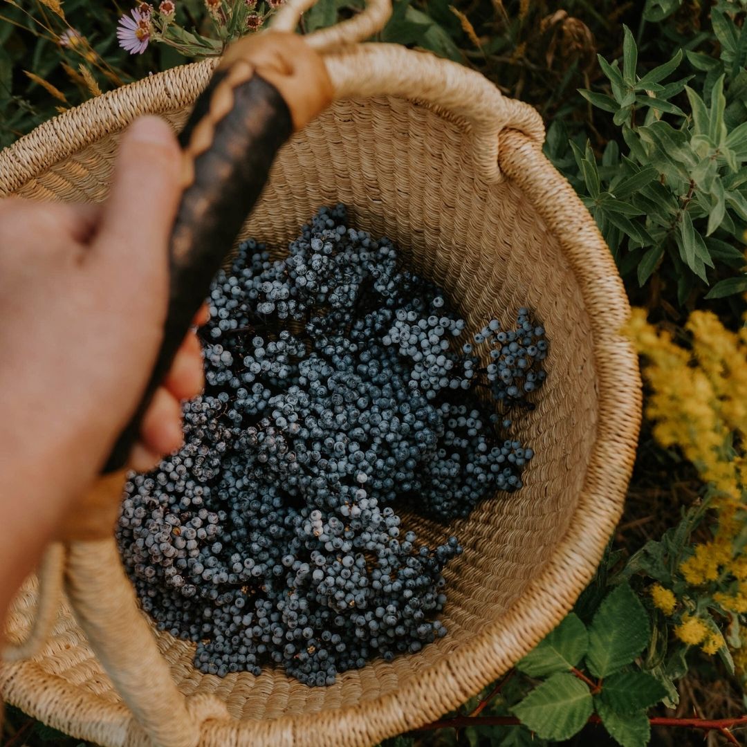 All About Elderberry (Print)