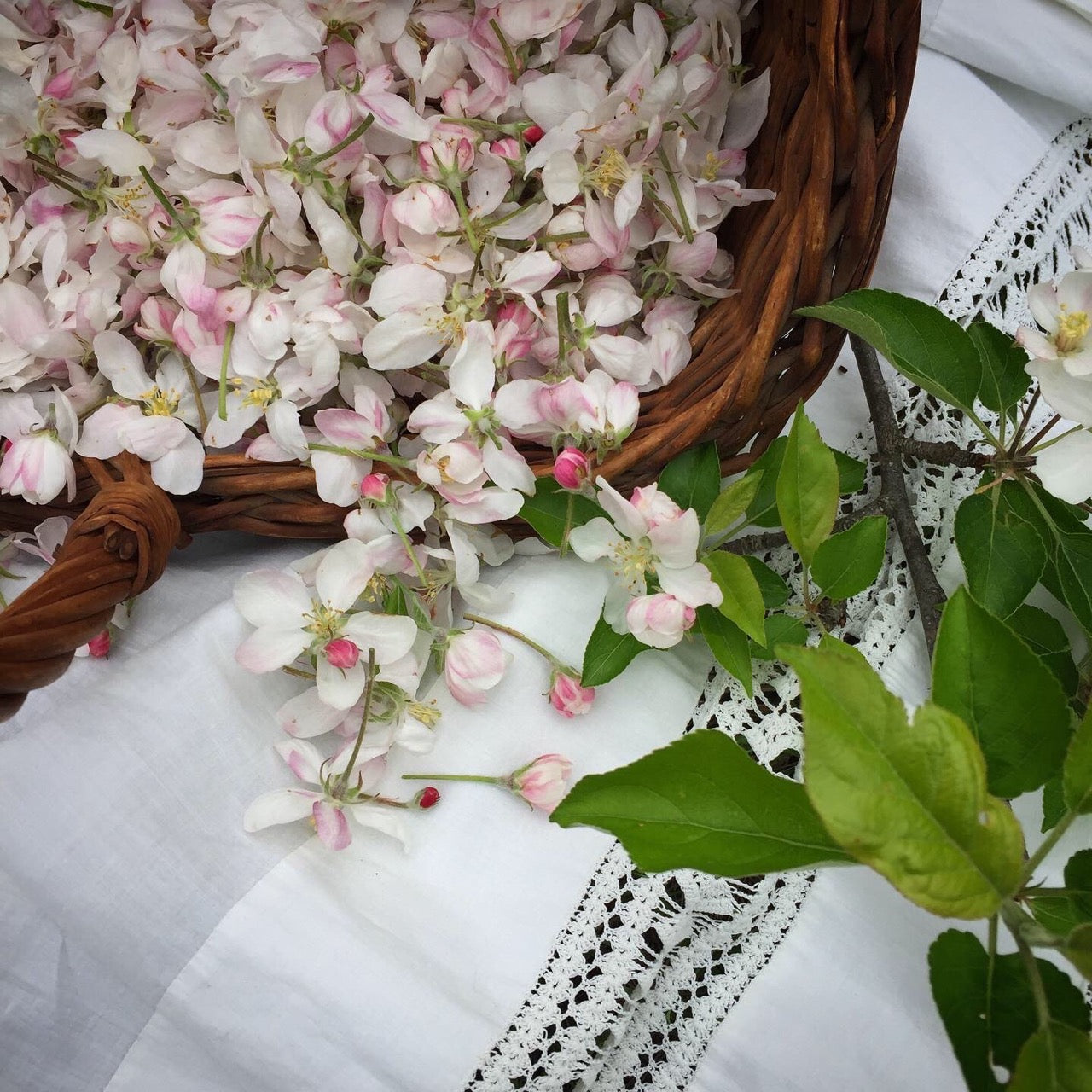 Wholesale: Botanical Anthology: Spring 2023 Print Version