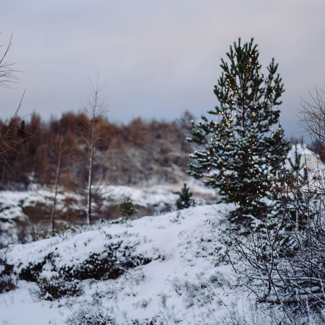 Botanical Anthology Winter Love Bundle: 2022 + 2023 Editions (Digital)