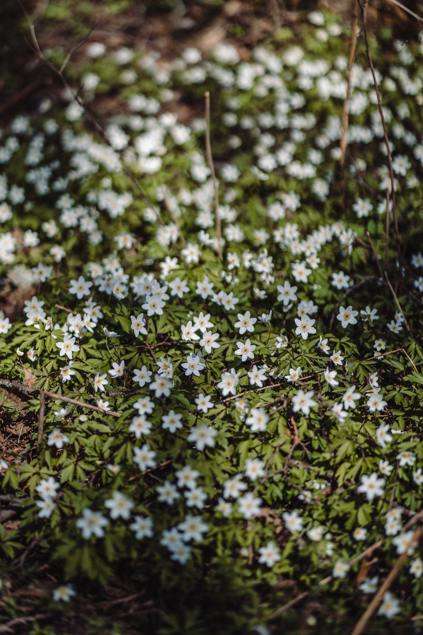 Wholesale: Botanical Anthology: Spring 2025 Print Version (Libraries)