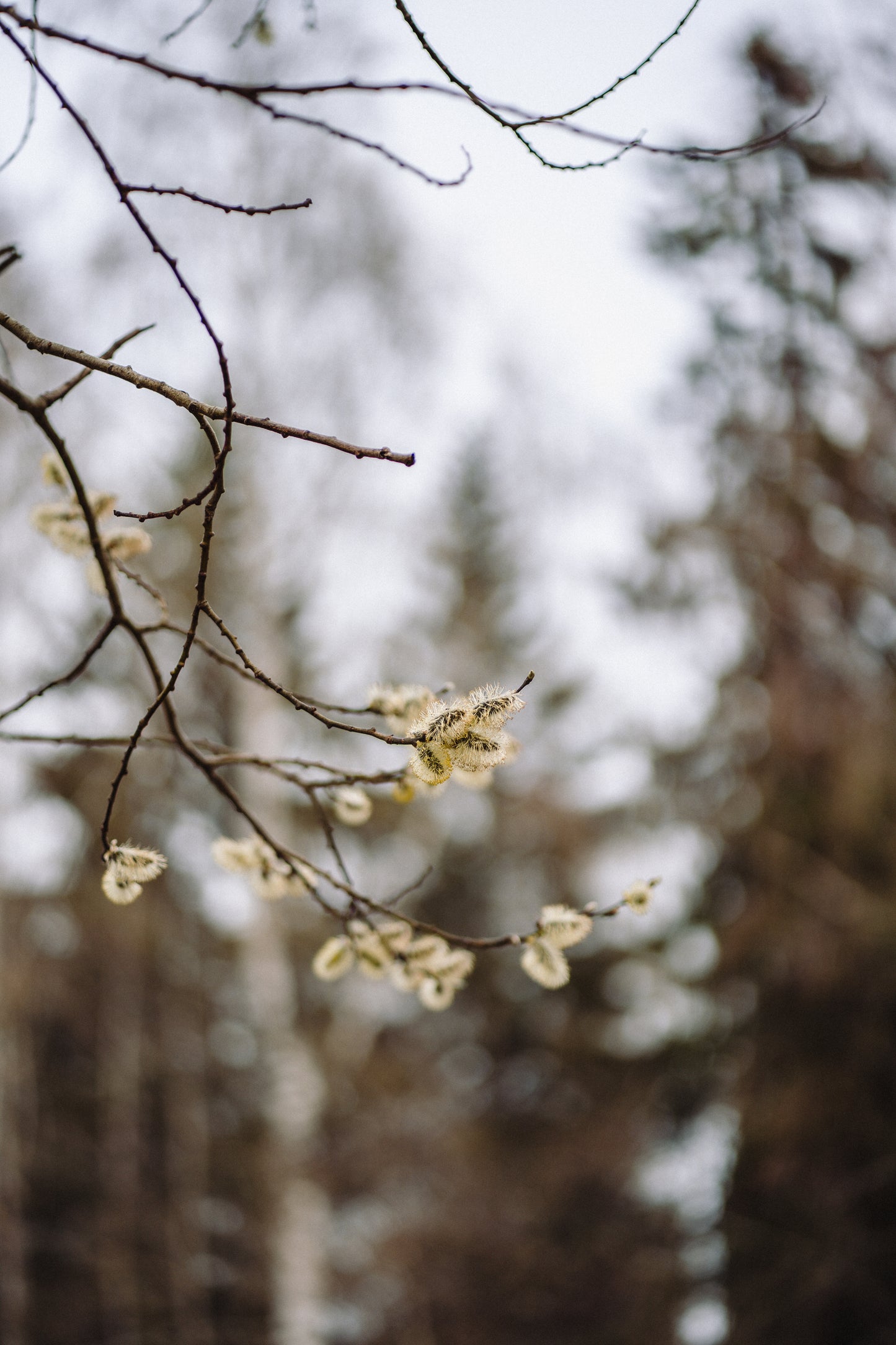 Botanical Anthology: 4 Seasons of Vol 3 (Print)