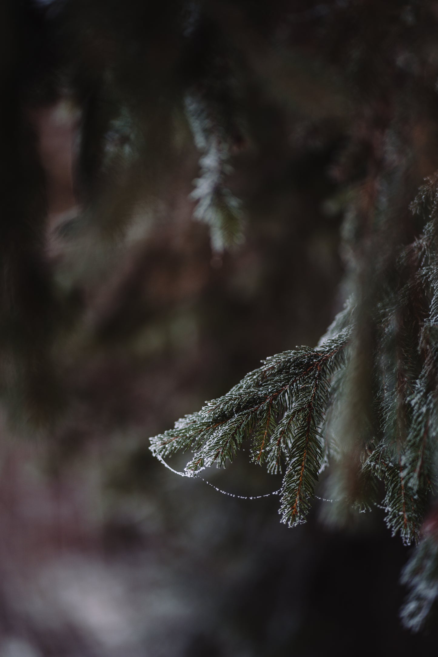 Wholesale: Botanical Anthology: Winter 2023 Print Version