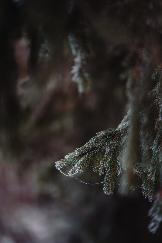 Wholesale: Botanical Anthology: Winter 2023 Print Version