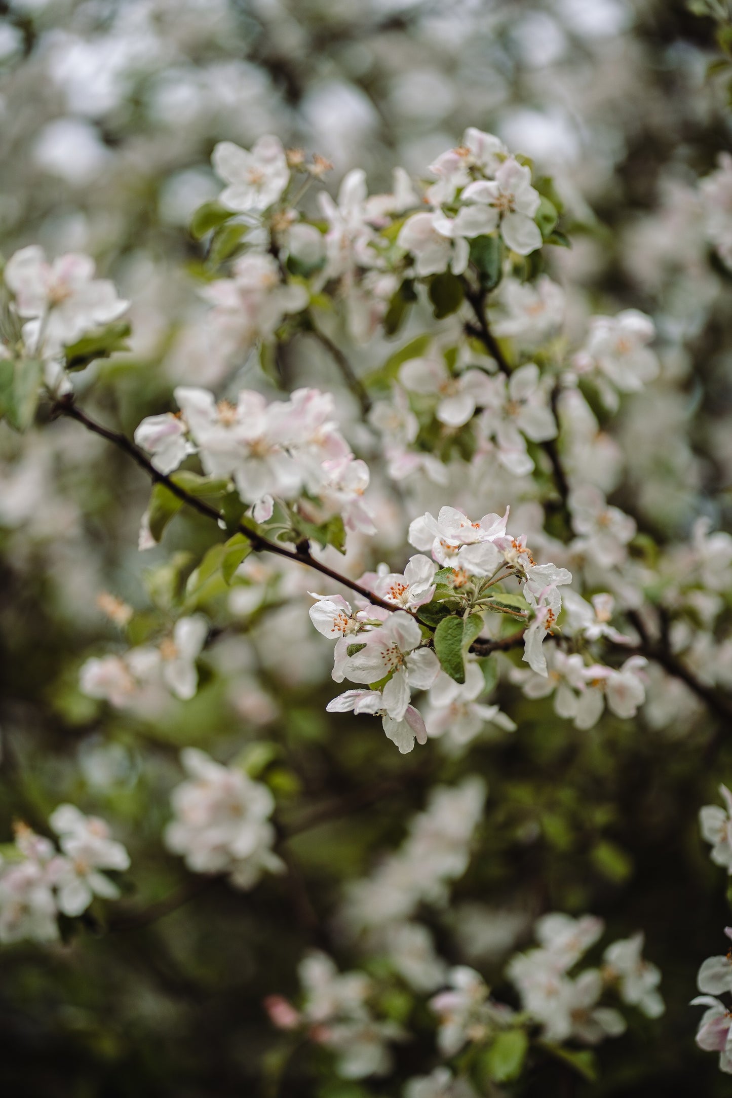 Wholesale: Botanical Anthology: Spring 2024 Print Version