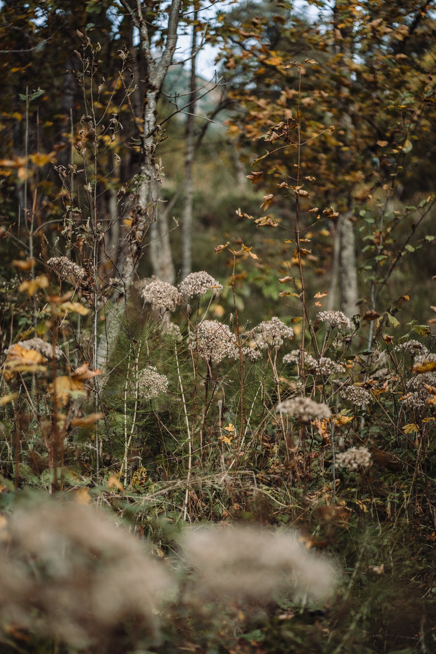 Wholesale: Botanical Anthology: Autumn 2024 Print Version (Libraries)