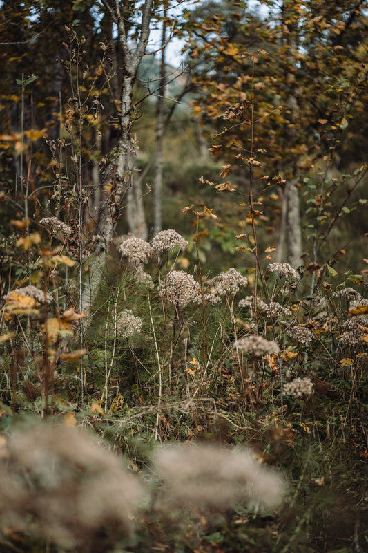 Wholesale: Botanical Anthology: Autumn 2024 Print Version (Libraries)
