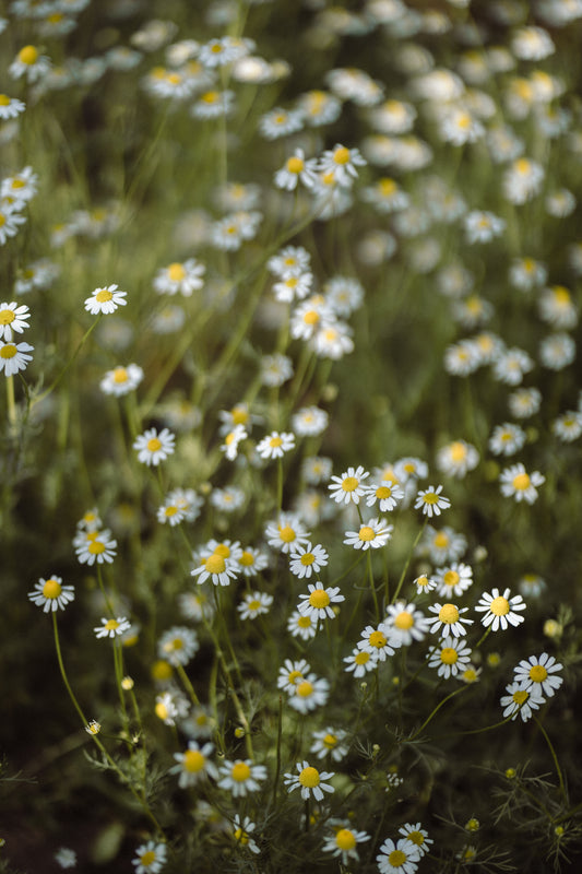 Wholesale: Botanical Anthology: Summer 2024 Print Version (Retail)