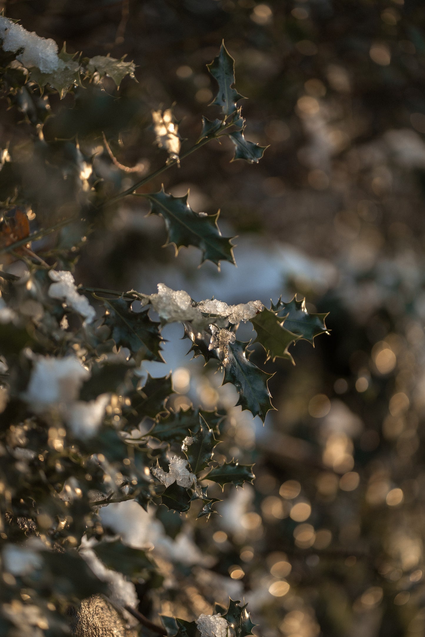 Botanical Anthology Winter Love Bundle: Vol 1 + Vol 2 + Vol 3 Editions (Digital)