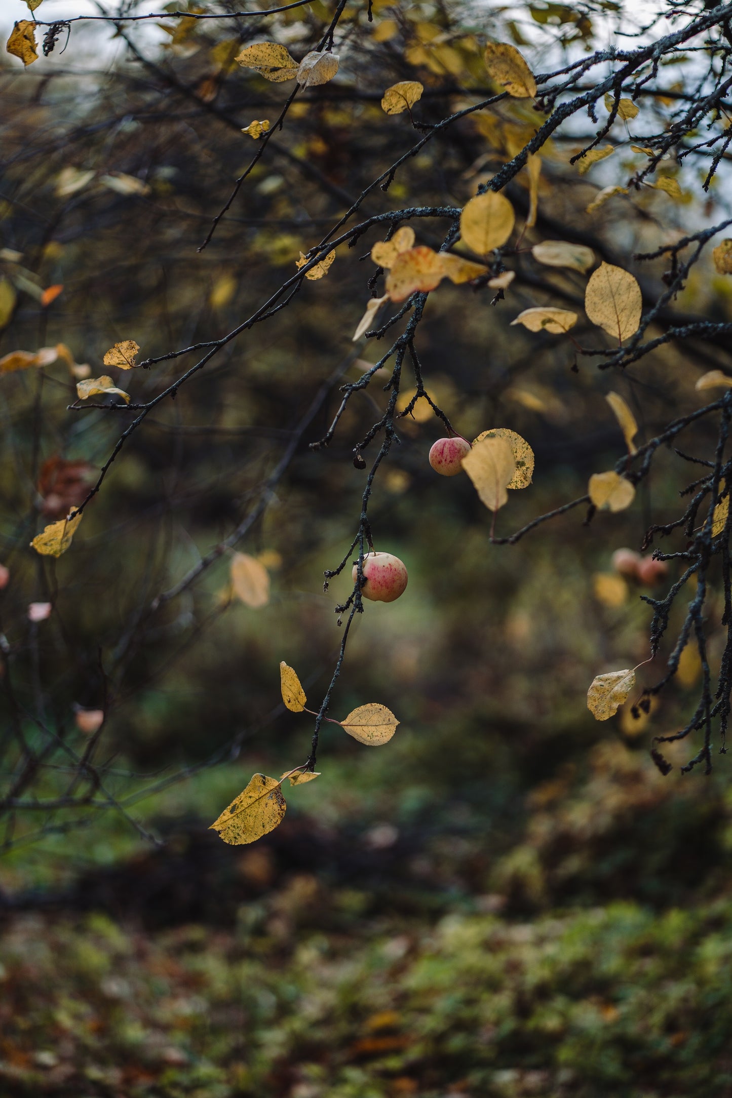 Botanical Anthology Autumn Love Bundle: Vol 1 + Vol 2 Editions (Digital)