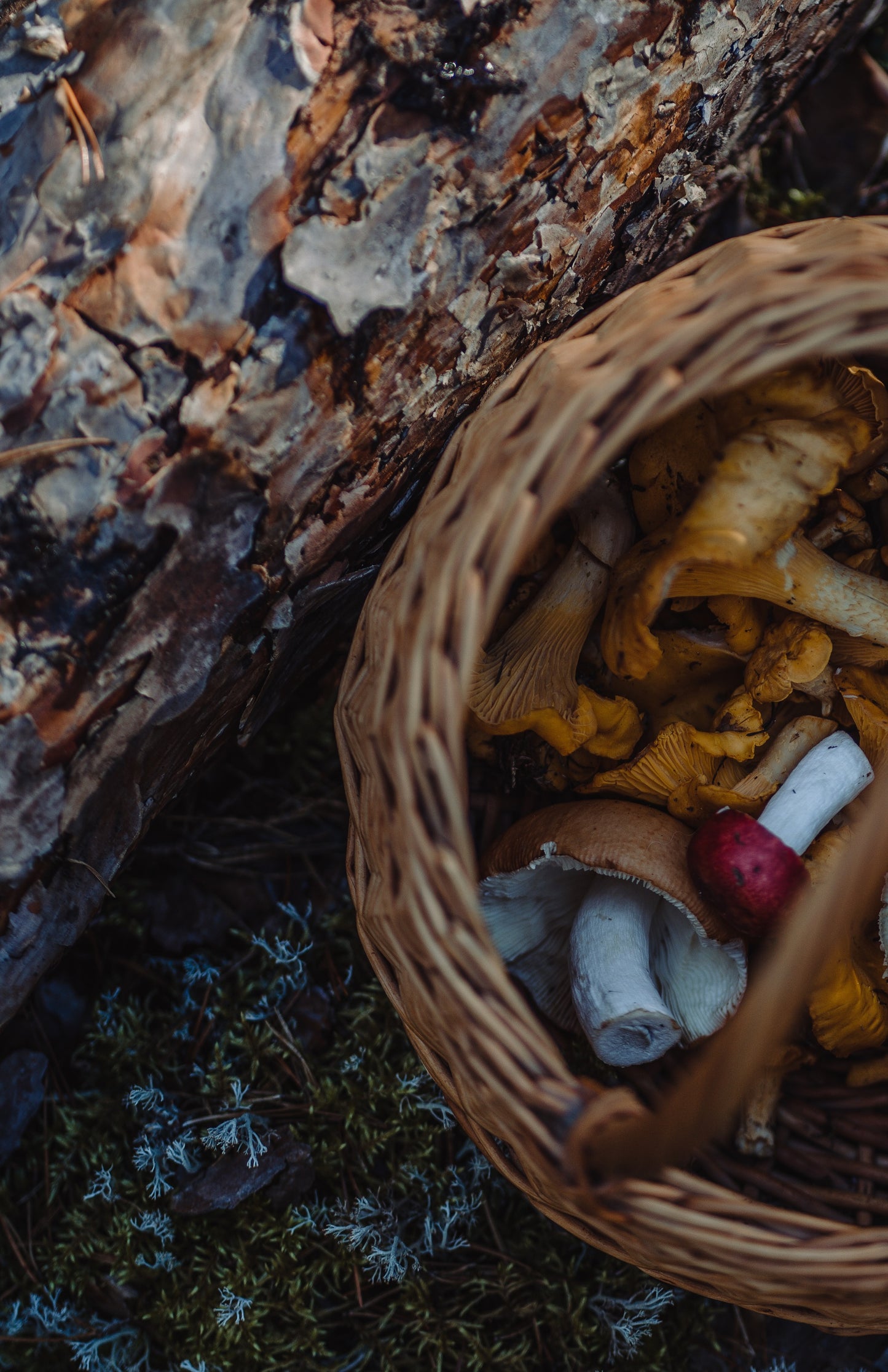Botanical Anthology Autumn Love Bundle: Vol 1 + Vol 2 + Vol 3 Editions (Digital)