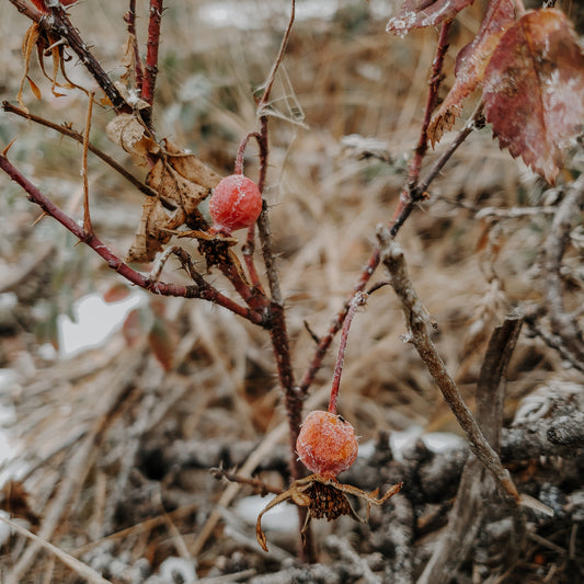 Wholesale: Botanical Anthology: Winter 2022 Print Version