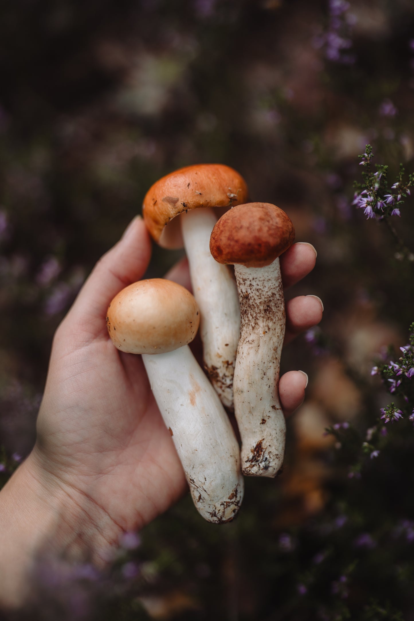Botanical Anthology Autumn Love Bundle: Vol 1 - Vol 4 Editions (Print)