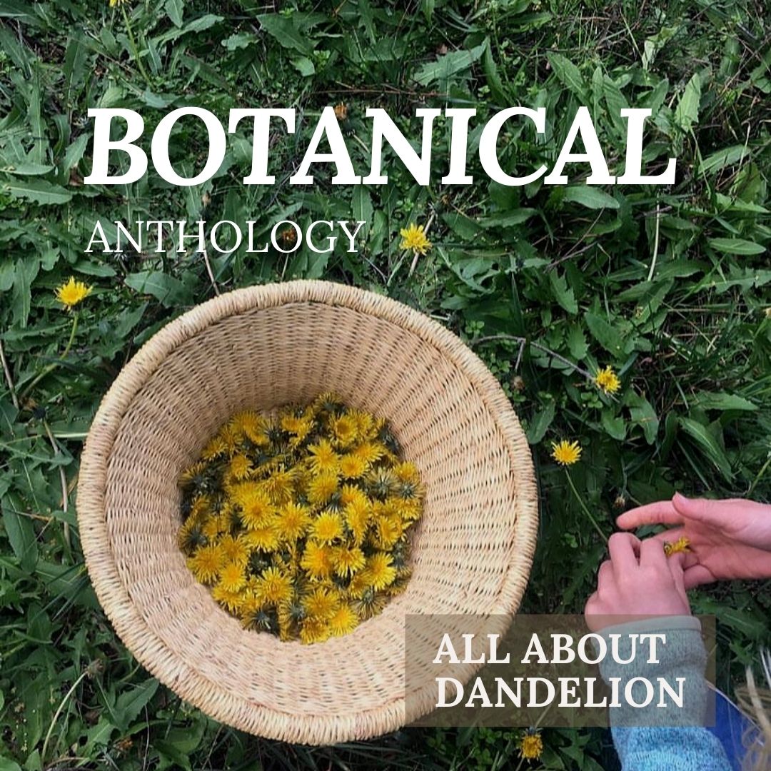 All About Dandelion Booklet