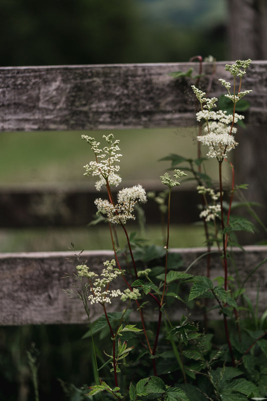 Wholesale: Botanical Anthology: Summer 2023 Print Version