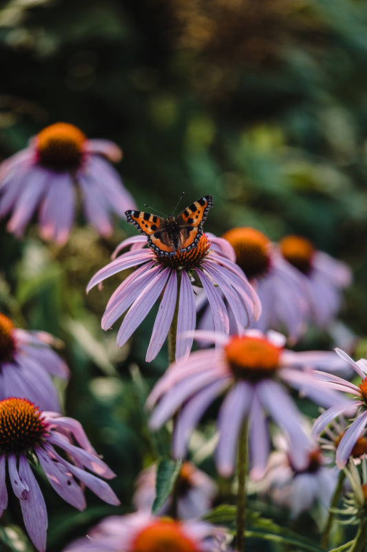 Wholesale: Botanical Anthology: Summer 2022 Print Version
