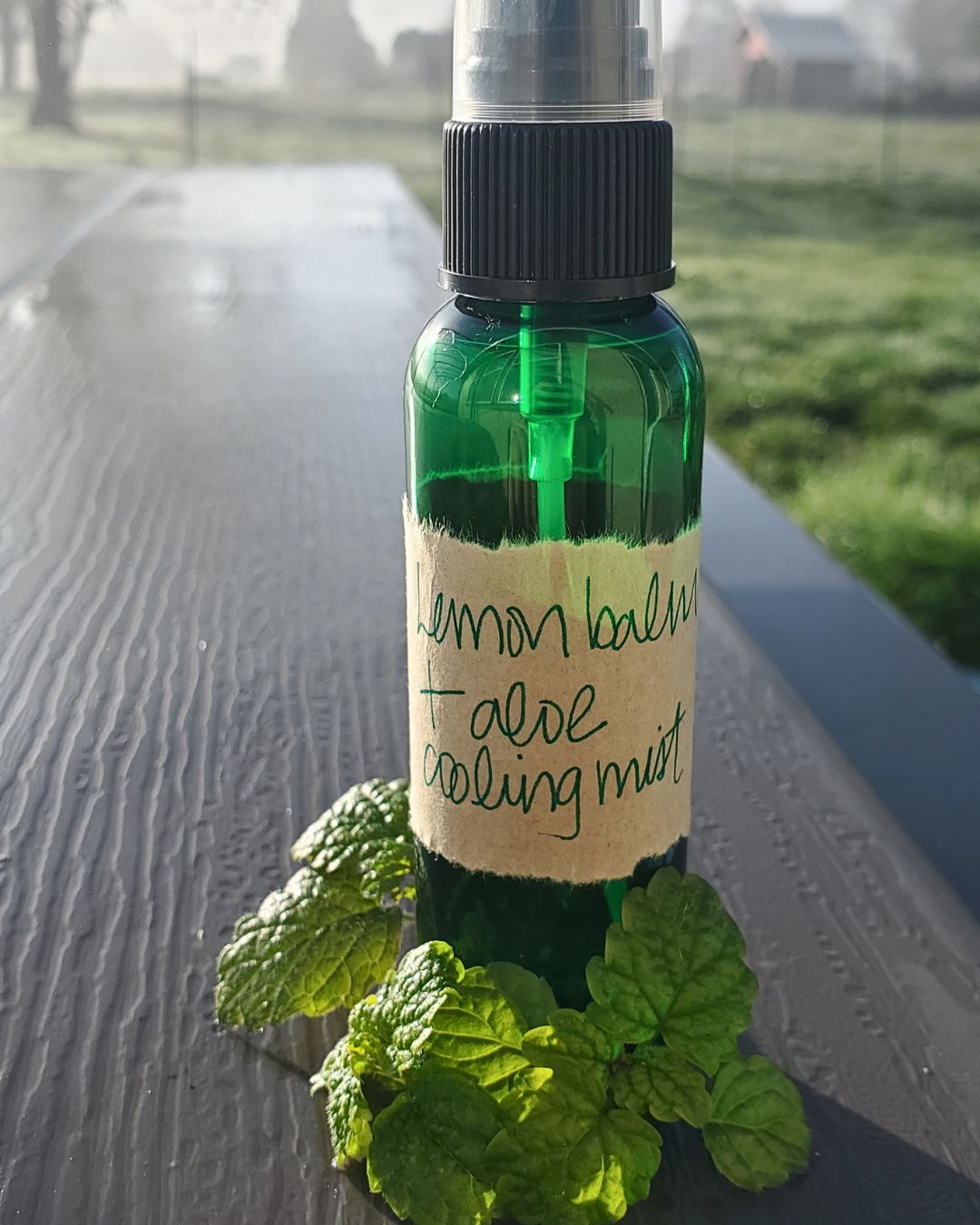 All About Lemon Balm Booklet (Digital)
