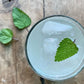 All About Lemon Balm Booklet (Digital)