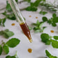 All About Lemon Balm Booklet (Digital)