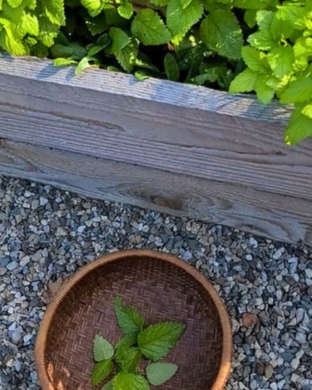 All About Lemon Balm Booklet (Digital)