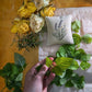 All About Lemon Balm Booklet (Digital)