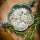 All About Rosemary Booklet
