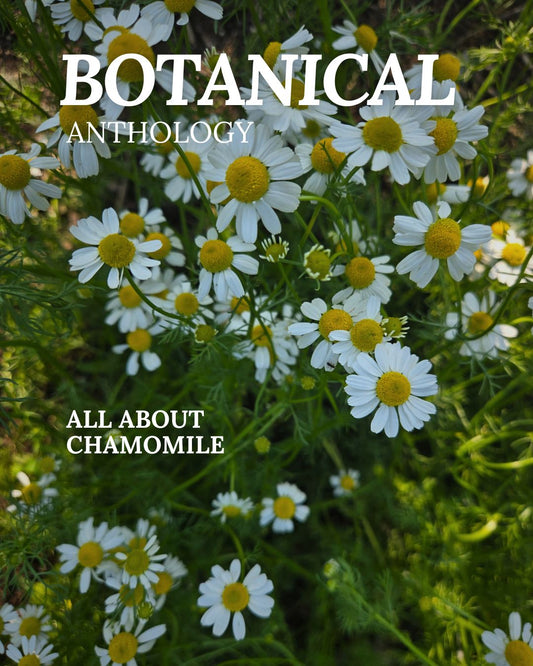 All About Chamomile Booklet