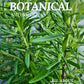 All About Rosemary Booklet