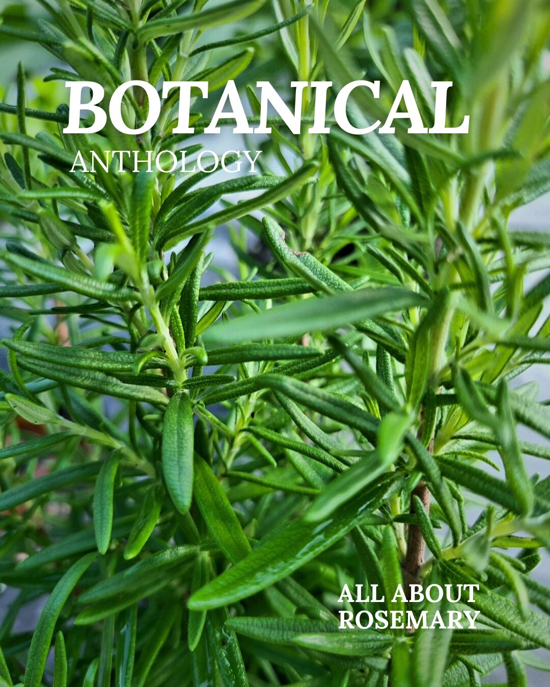 All About Rosemary Booklet