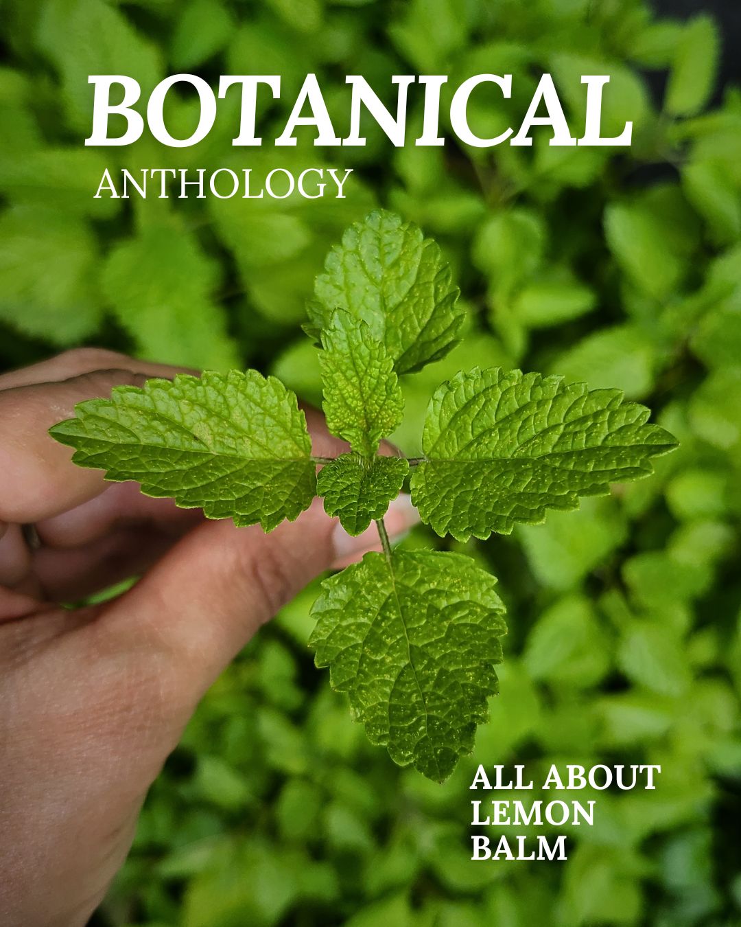 All About Lemon Balm Booklet (Digital)