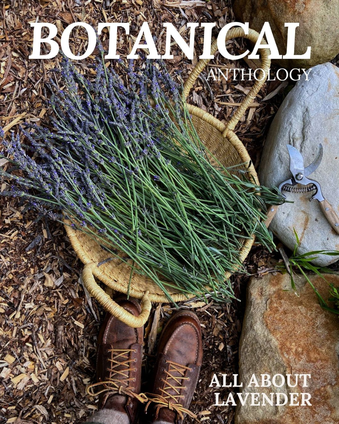 All About Lavender Booklet