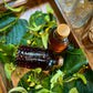 Wholesale: Botanical Anthology: Summer 2025 Print Version (Libraries)