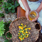 Wholesale: Botanical Anthology: Summer 2025 Print Version (Libraries)