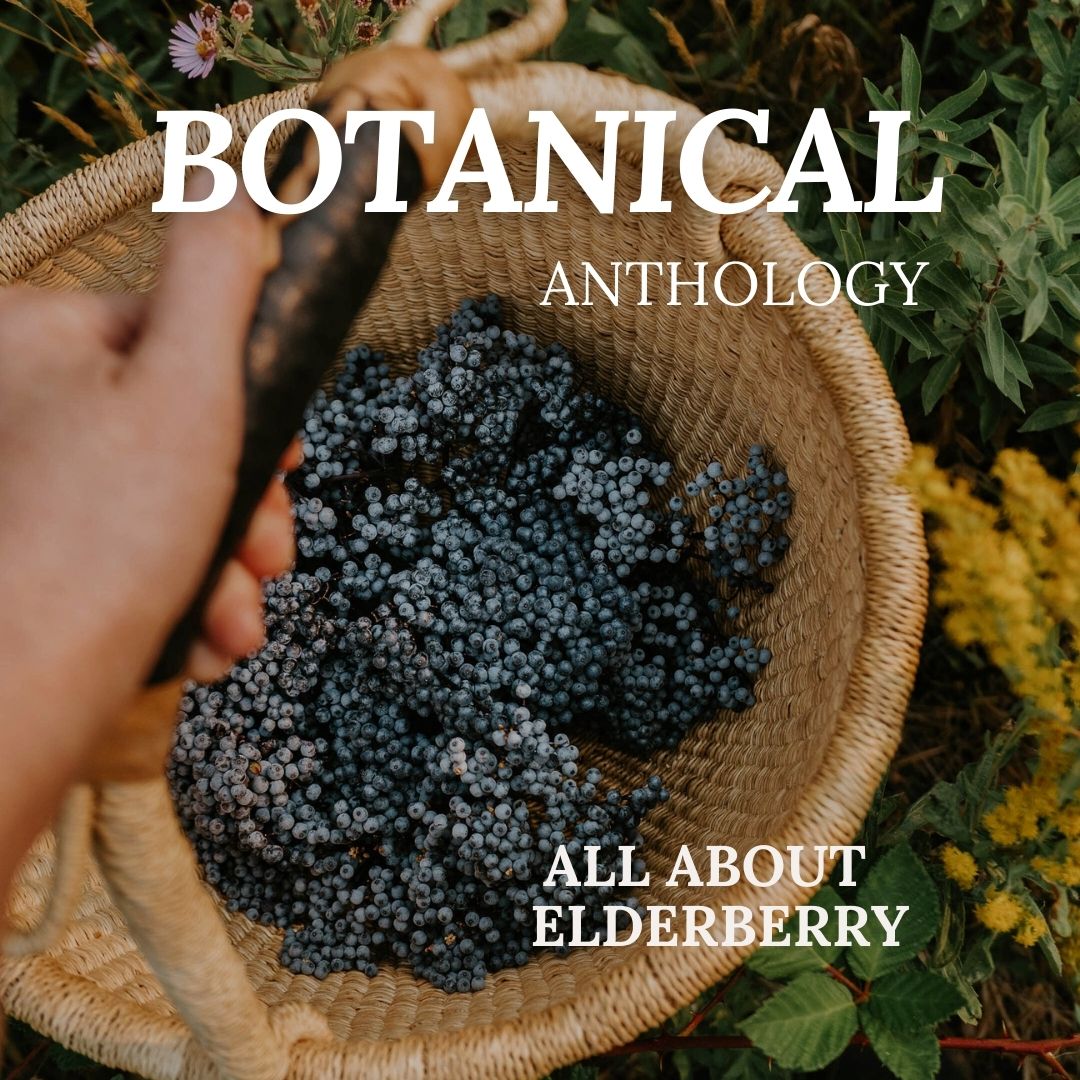 All About Elderberry Booklet (digital)