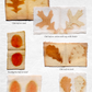 Leaf and Colour by Louise Upshall