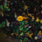 Wholesale: Botanical Anthology: Autumn 2025 Print Version (Libraries)