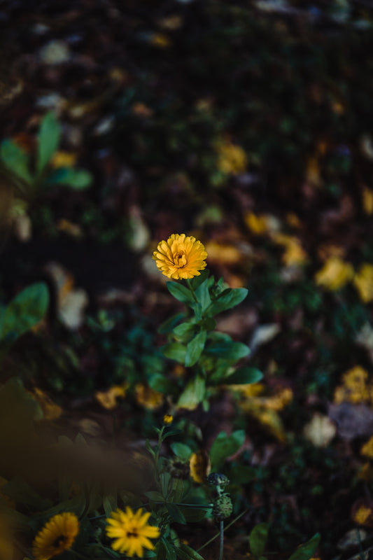 Wholesale: Botanical Anthology: Autumn 2025 Print Version (Libraries)