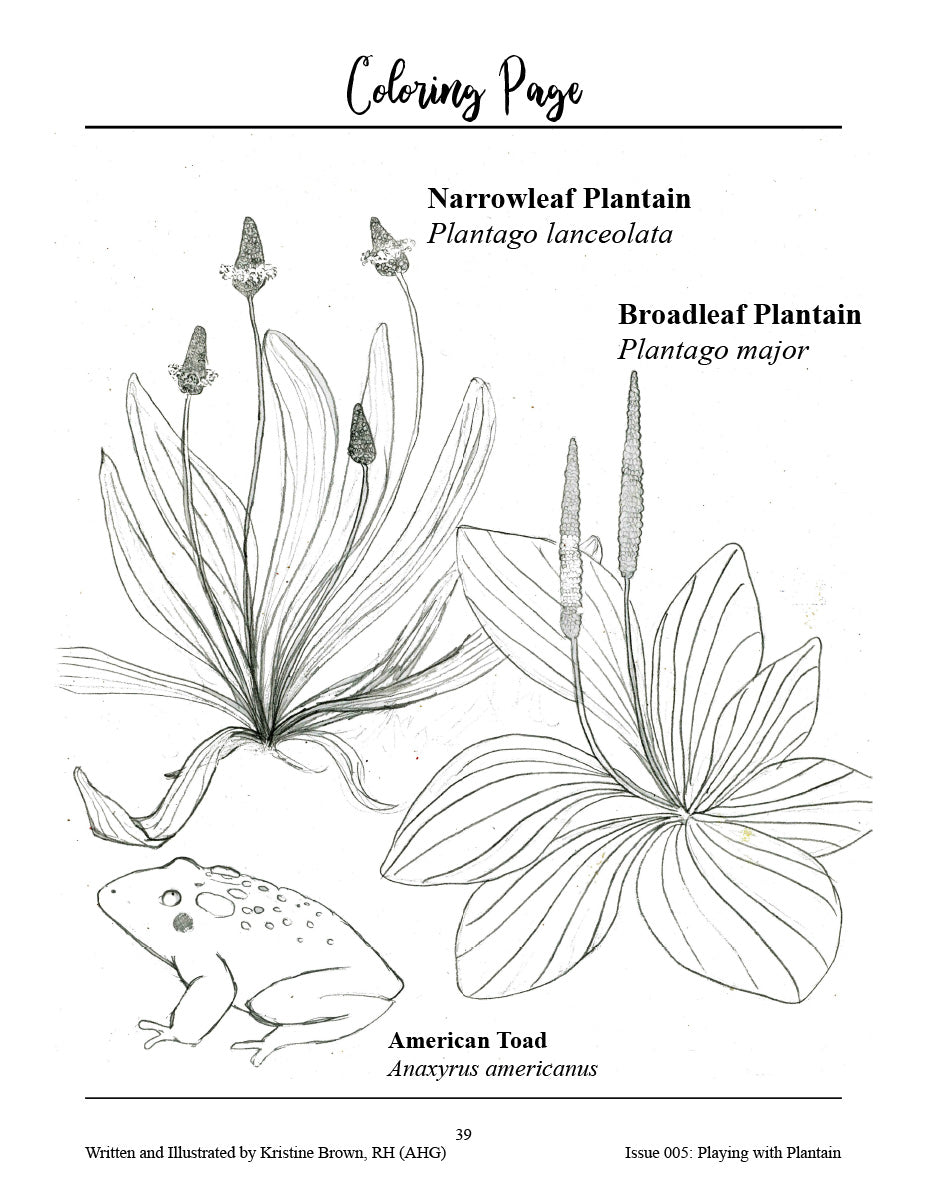 Playing with Plantain ebook by Herbal Roots Zine