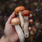 Botanical Anthology Autumn Love Bundle: Vol 1 - Vol 4 Editions (Print)
